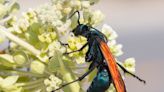 Spider wasps: Invasion of the body snatchers