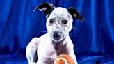 Meet the 11 Talented Dogs with Special Needs Competing in Puppy Bowl 2023