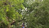 Así quedó Jamaica tras el paso del Huracán Beryl | FOTOS