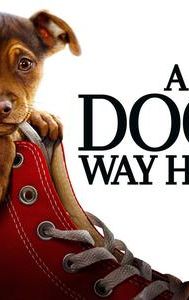 A Dog's Way Home