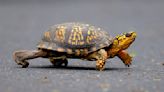 Drivers urged to give turtles a brake on roadways