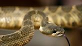 He picked up a package and found a live rattlesnake inside: 'Do I have any enemies?'