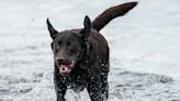 Video of Excited Labrador Going Out to Visit His Duck Friends in the Rain Is Full of Joy