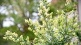 How To Grow And Care For Privet