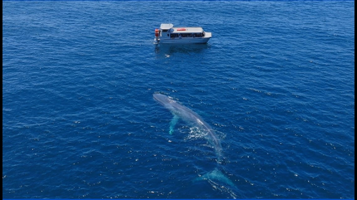 Watchers witness 100 Blue whales off the Mission Bay Coast