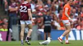 Disoriented seagull seen during All-Ireland football final taken into care of wildlife experts