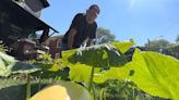 These Windsor residents are trying to grow a giant pumpkin on their front lawn | CBC News