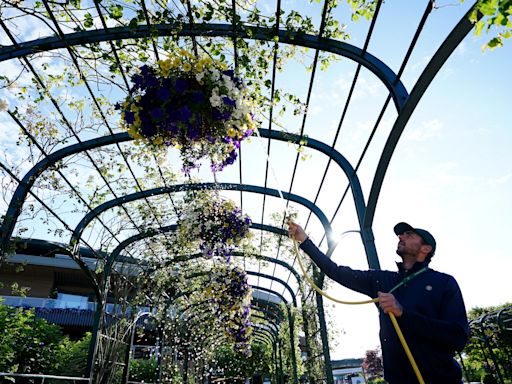 Wimbledon flower displays to be peat-free, head gardener vows