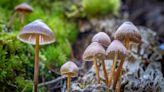 ‘Magic mushrooms’ could be effective antidepressant after one dose, study suggests