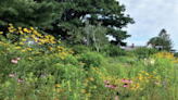 Native plants can make your land more resilient
