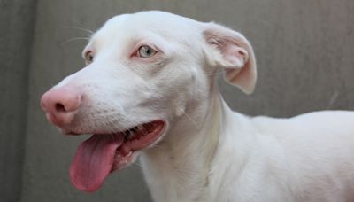 32 interesting facts about albino dogs