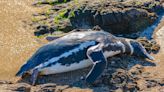 More than 2,000 dead penguins washed up on Uruguay's coast. A bird expert says they can't pinpoint a cause.