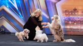 Britain’s Got Talent: the dancing dogs can’t compete with the backstage backstabbing