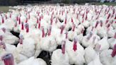 WHO confirms Mexico man's death from bird flu strain never before seen in humans