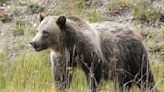 Feds to restore grizzlies to North Cascades