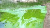 Blue-green algae advisory issued to locals and visitors to Lake Isle in Lac Ste. Anne County