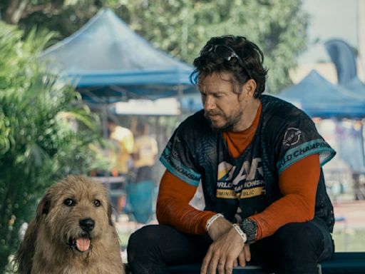 Trotz Tierhaar-Allergie: Mark Wahlberg liebt seine Hunde