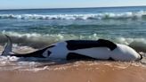 Killer whale weighing over 6,000 pounds dies after stranding itself on Florida beach