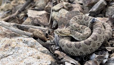 Watch a livestream of Colorado’s ‘mega den’ of pregnant rattlesnakes