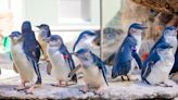 Birch Aquarium has the blues: Five Little Blue Penguins hatch this season