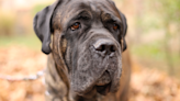 Massive Cane Corso's Funny Way of Sleeping with Mom & Dad Goes Viral