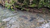 Scientists report 'surprisingly strong return' of endangered salmon species: 'This is significant as we continue our goal of improving habitat in these watersheds'