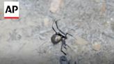 WATCH: New species of arachnid captured on video for the first time