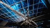 夏暑屏東海生館5亮點曝光 12公尺巨幅漫畫牆×藍鯨骨骼紀錄片首公開 | 蕃新聞