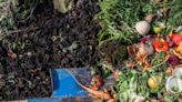 Composting 101: How to Put Kitchen and Yard Waste to Work in Your Garden