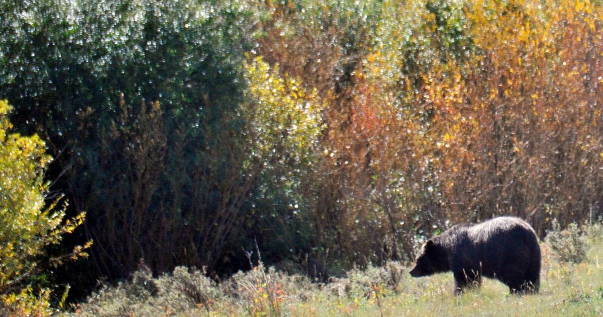 Hunter mistakenly shoots grizzly bear in North Idaho