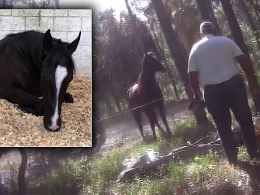 Who was Funny Biz? Former owner of racehorse slaughtered on camera in Hernando County devastated