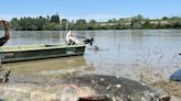 An angler reeled in a record-breaking 9-foot 'prehistoric' catfish. He let it go because he didn't want to 'stress' the amazing creature.