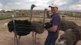 ISDA closes investigation of Kuna ostrich farm