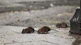 National rat summit coming to New York City in the fall. Here's what it hopes to accomplish.