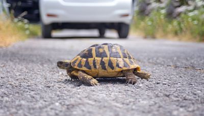 Nueva York insta a los conductores a tener cuidado con las tortugas durante mayo y junio