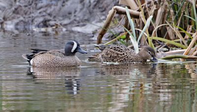 Rare blue-winged teal ducks ‘likely’ to have attempted to breed in Yorkshire