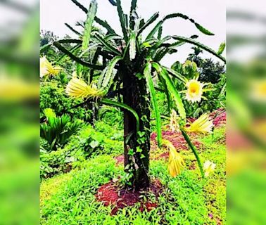 Dragon Fruit Cultivation on the Rise in Coastal Areas | Mangaluru News - Times of India