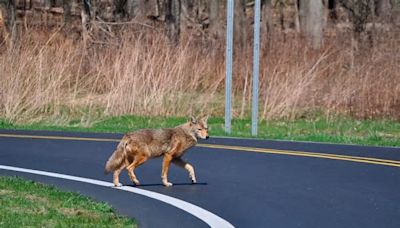 Climate change set to disrupt urban wildlife, study finds