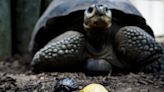 Ecuador acomete con Galápagos la mayor conversión de deuda por naturaleza de la historia