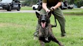 Corinth PD’s new K-9 Duma arrives from South Africa ready to sniff out crime