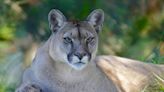 Reported mountain lion in Pa. was a 'feral house cat,' state says