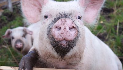 Farmer's Pig Opens Window and Breaks Into House in Middle of Night & It's Pure Comedy