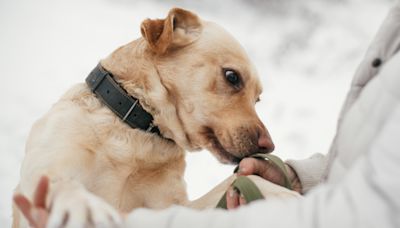 Dogs can smell if you’re stressed - here’s what else they can sniff out