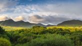 Ireland has lost almost all of its native forests – here's how to bring them back