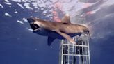 Here's How to Watch Every 'Shocking' Moment of Shark Week 2024