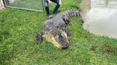 'Albert' the alligator dips toes into new home at Gator Country after seizure in New York