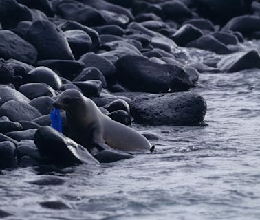 La necesidad de proteger Galápagos de la contaminación plástica