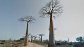 Ancestral dos baobás, a 'árvore da vida', surgiu há 21 milhões de anos, aponta estudo | Mundo e Ciência | O Dia