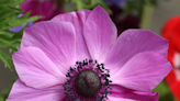 When to plant anemone bulbs if you want truly beautiful blooms