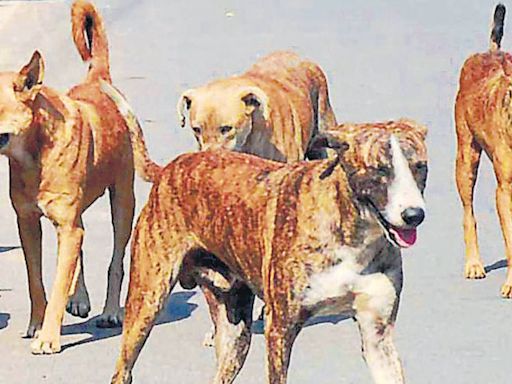 Ghaziabad: Boy dies of ‘suspected rabies’ a month after stray dog attack